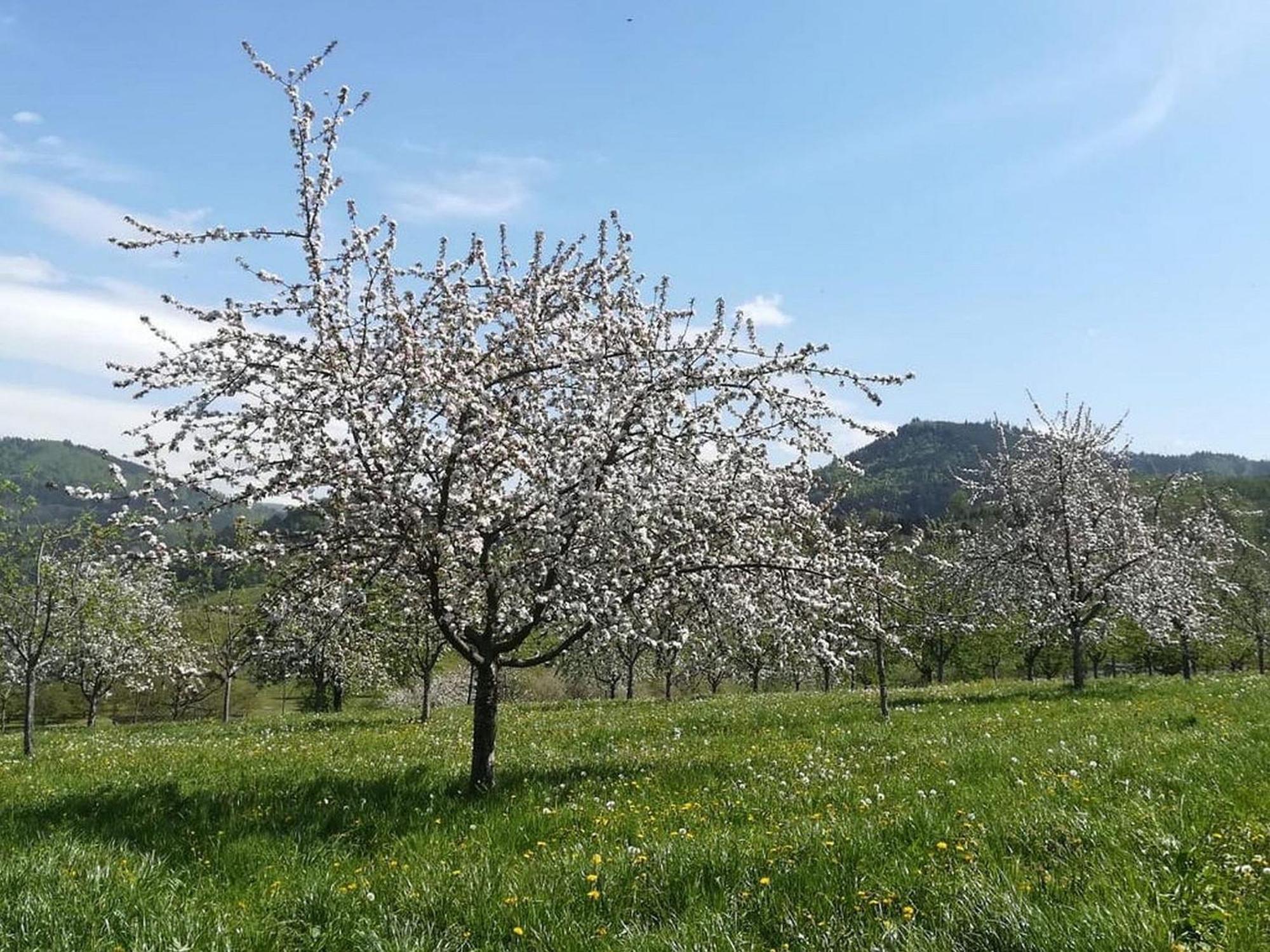 אוברקירש Ferienhof Vordere Alm מראה חיצוני תמונה